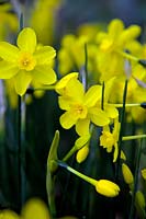 Narcissus 'Twinkling Yellow'  - 7 -  AGM