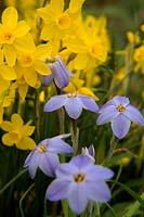 Ipheion 'Rolf Fiedler' AGM with Narcissus 'Twinkling Yellow'  - 7 -  AGM