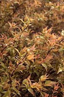 Coppery new foliage of a Weigela cultivar