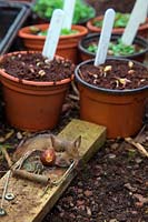 Mouse trap among vulnerable seedlings can pay dividends - Wood Mouse - Apodemus sylvaticus caught with a Hazel Nut bait - Corylus avellana