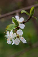 Blossom on Plum - Prunus domestica 'Excalibur'  - D - 