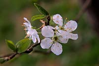 Prunus domestica 'Excalibur'  - D -  blossom