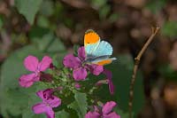 Male Orange Tip Butterfly - Anthocharis cardamines feeding on Honesty - Lunaria annua
