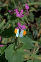 Male Orange Tip Butterfly - Anthocharis cardamines feeding on Honesty - Lunaria annua