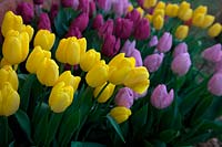Tulipa 'Candy Prince'  - 1 -  with Tulipa 'Yokohama'  - 3 -  and Tulipa 'Purple Prince'  - 5 - 