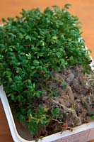 Cress - Lepidium sativum with Grey mould - the fungus Botrytis cinerea - encouraged by high seedling density