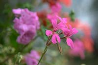 Pelargonium - Ivy leaf geraniums in pink with at front Pelargonium 'Francis Parmenter'  - Min/I/v - 