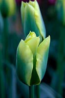 Tulipa 'Yellow Springgreen'  - 8 - 