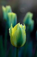 Tulipa 'Yellow Springgreen'  - 8 -  at sunrise