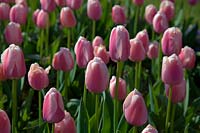 Tulipa -'Rosalie' Pink Tulips