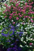 Myosotis - Pink, Blue and White Forget-me-not