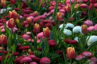 Colourful spring park bedding with Tulips and Daisies - Bellis