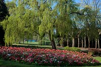 Colourful spring park bedding with Tulips and Daisies - Bellis - Welington, Somerset