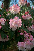 Rhododendron  - Loderi Group -  'Loderi King George' AGM