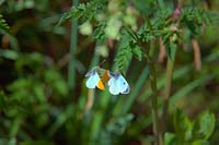 Anthocharis cardamines - Orange tip butterflies mating late April on Anthriscus sylvestris Cow Parsley
