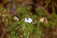 Anthocharis cardamines - Orange tip butterflies mating late April on Anthriscus sylvestris Cow Parsley