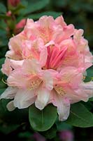 Rhododendron 'Souvenir of W.C. Slocock'