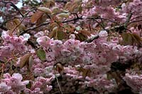 Prunus 'Shirofugen' AGM Japanese Cherry