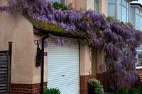 Wisteria sinensis draped over the front of a suburban house