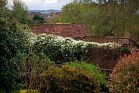 Urban gardenscape with Coronilla glauca and Clematis montana alba draped over a brick wall
