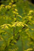 Metasequoia glyptostroboides GOLD RUSH 'Golden Oji' AGM new foliage