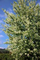 Prunus padus 'Watereri' AGM