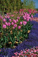 Tulipa 'Rosalie'  - 3 -  and Myosotis sylvatica 'Bluesylva'  - Sylva Series -  and Bellis perennis 'Rose' Medici series in spring bedding at RHS Rosemoor