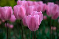 Tulipa 'Rosalie'  - 3 - 