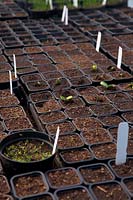 Planting vegetables in the controlled conditions of individual 7cm pots