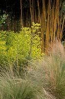Stipa tenuissima with Euphorbia x martini 'Ascot Rainbow' and Phyllostachys aureosulcata f. spectabilis AGM bamboo