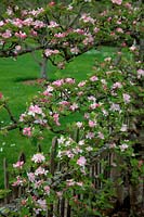 Malus domestica 'Red Miller's seedling'  - D -  espalier on MM106 rootstock