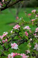 Malus domestica 'Red Miller's seedling'  - D -  espalier on MM106 rootstock pollinated by Common carder bee  Bombus pascuorum Bumblebee