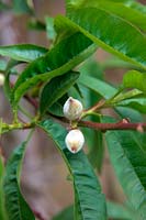 Prunus persica 'Rochester'  - F -  AGM fruit set on peach