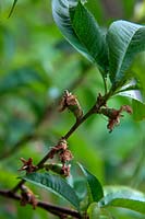 Prunus persica var. nectarina 'Madame Blanchet'  - F -  nectarine fruit set