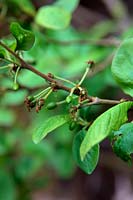 Prunus domestica 'Victoria'  - D -  AGM fruit set on Plum