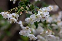 Prunus cerasus 'Morello'  - C -  AGM blossom on cherry