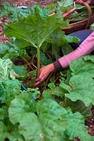 Woman gardener picking harvesting Rhubarb - Rheum x hybridum 'Timperley Early' AGM