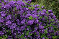 Rhododendron augustinii  - Electra Group -  'Electra' AGM