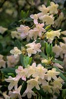 Rhododendron 'Hunter's Moon'