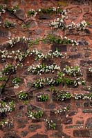 Prunus cerasus 'Morello'  - C -  AGM Espalier trained Cherry growing on North facing wall