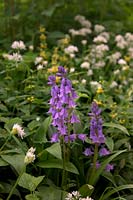 Hyacinthoides hispanica - Spanish Bluebell growing with UK natives - Allium ursinum Â- ramsons, buckrams, wild garlic and Lamiastrum galeobdolon - Yellow Archangel