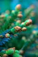 Picea sitchensis 'Papoose' morning dew on the expanding new shoots in spring