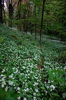 Drifts of Allium ursinum Â- known as ramsons, buckrams, wild garlic in a wood in the Exe valley, Devon, UK