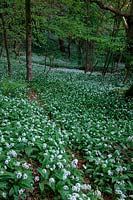 Drifts of Allium ursinum Â- known as ramsons, buckrams, wild garlic in a wood in the Exe valley, Devon, UK