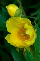 The fragrant flowers of Paeonia ludlowii