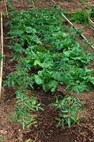 Lactuca sativa 'Saladin' - Lettuce catch crop planted between tomato plants - Solanum lycopersicum