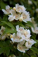 Rosa banksiae var. normalis  - Ra -  Fragrant white rambler