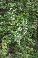 Rosa banksiae var. normalis  - Ra -  Fragrant white rambler