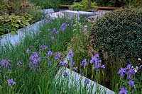 RHS Chelsea Flower Show 2014 - RBC Waterscape Garden Â- Embrace the Rain. Designer Hugo Bugg. Show Garden showing Iris robusta 'Geral Darby' and Lysimachia atropurpurea 'Beaujolais'