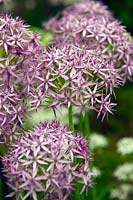 Allium stipitatum 'Violet Beauty'